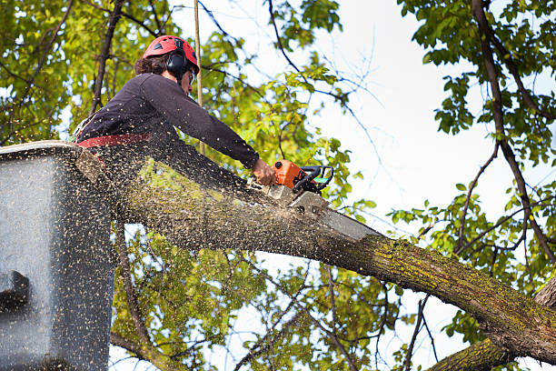 Best Palm Tree Trimming  in Wellsburg, WV